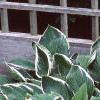 Hosta 'Francee', habit