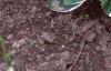 Hosta 'Francee', habit
