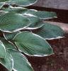 Hosta 'Francee', habit
