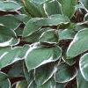 Hosta 'Francee', habit