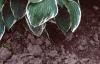 Hosta 'Francee', habit