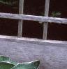 Hosta 'Francee', habit