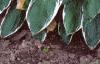 Hosta 'Francee', habit