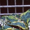 Hosta 'Frances Williams', habit