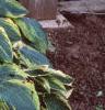 Hosta 'Frances Williams', habit