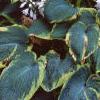 Hosta 'Frances Williams', habit