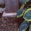 Hosta 'Frances Williams', habit