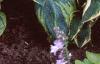 Hosta 'Frances Williams', habit