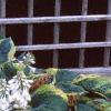 Hosta 'Frances Williams', habit