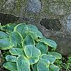 Hosta 'Frances Williams', habit