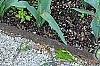 Hosta 'Frances Williams', habit