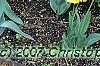 Hosta 'Frances Williams', habit