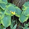 Hosta 'Frances Williams', habit