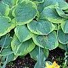 Hosta 'Frances Williams', habit