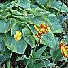 Hosta 'Frances Williams', habit