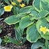 Hosta 'Frances Williams', habit