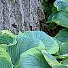 Hosta 'Frances Williams', habit