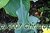 Hosta 'Frances Williams', habit
