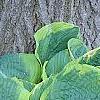 Hosta 'Frances Williams', habit