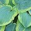 Hosta 'Frances Williams', habit