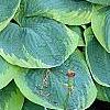 Hosta 'Frances Williams', habit
