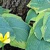 Hosta 'Frances Williams', habit