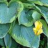 Hosta 'Frances Williams', habit