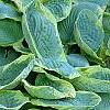 Hosta 'Frances Williams', habit