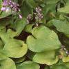 Hosta 'Gold Drop', habit