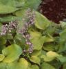 Hosta 'Gold Drop', habit