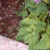 Hosta 'Gold Drop', habit