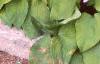 Hosta 'Gold Drop', habit
