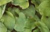 Hosta 'Gold Drop', habit