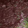 Hosta 'Gold Drop', habit