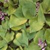 Hosta 'Gold Drop', habit
