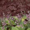 Hosta 'Gold Drop', habit