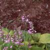 Hosta 'Gold Drop', habit