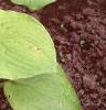 Hosta 'Gold Edger', habit