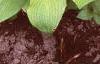 Hosta 'Gold Edger', habit