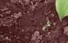 Hosta 'Gold Edger', habit