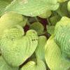 Hosta 'Gold Edger', habit