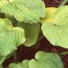 Hosta 'Gold Edger', habit