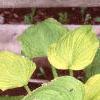 Hosta 'Gold Edger', habit