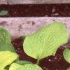 Hosta 'Gold Edger', habit