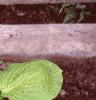 Hosta 'Gold Edger', habit