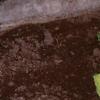 Hosta 'Gold Standard', habit