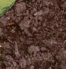 Hosta 'Gold Standard', habit