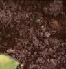 Hosta 'Gold Standard', habit