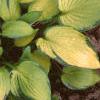 Hosta 'Gold Standard', habit