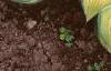 Hosta 'Gold Standard', habit